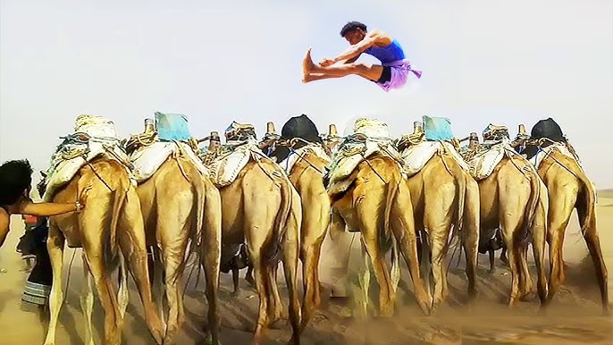 قفز الجِمال في تهامة: لعبة شعبية تختبر الشجاعة وتحفظ ذاكرة الأجداد